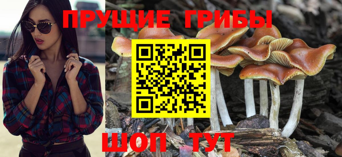 Галлюциногенные грибы MAGIC MUSHROOMS  Вход с VPN  Туапсе 